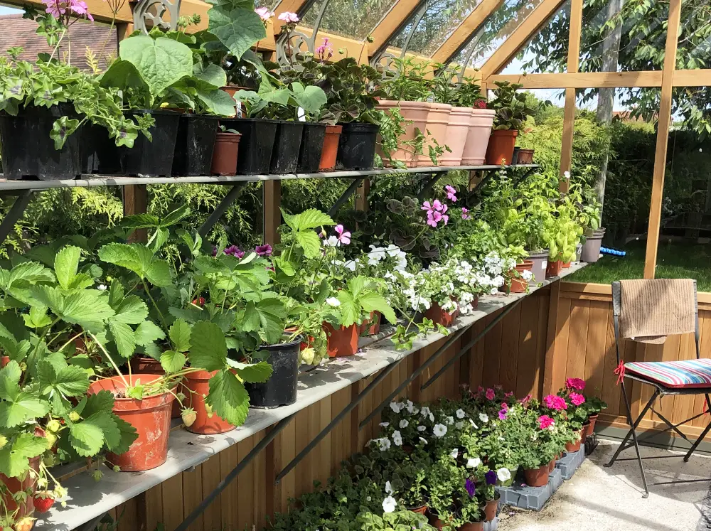 Shelving inside the Alton Cheltenham Greenhouse with lots of potted plants