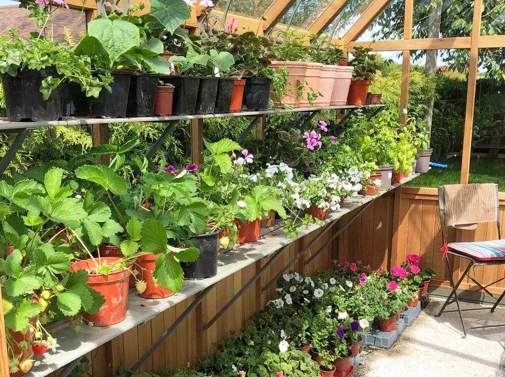 Alton Slatted Shelving loaded with potted plants in an Alton Greenhouse