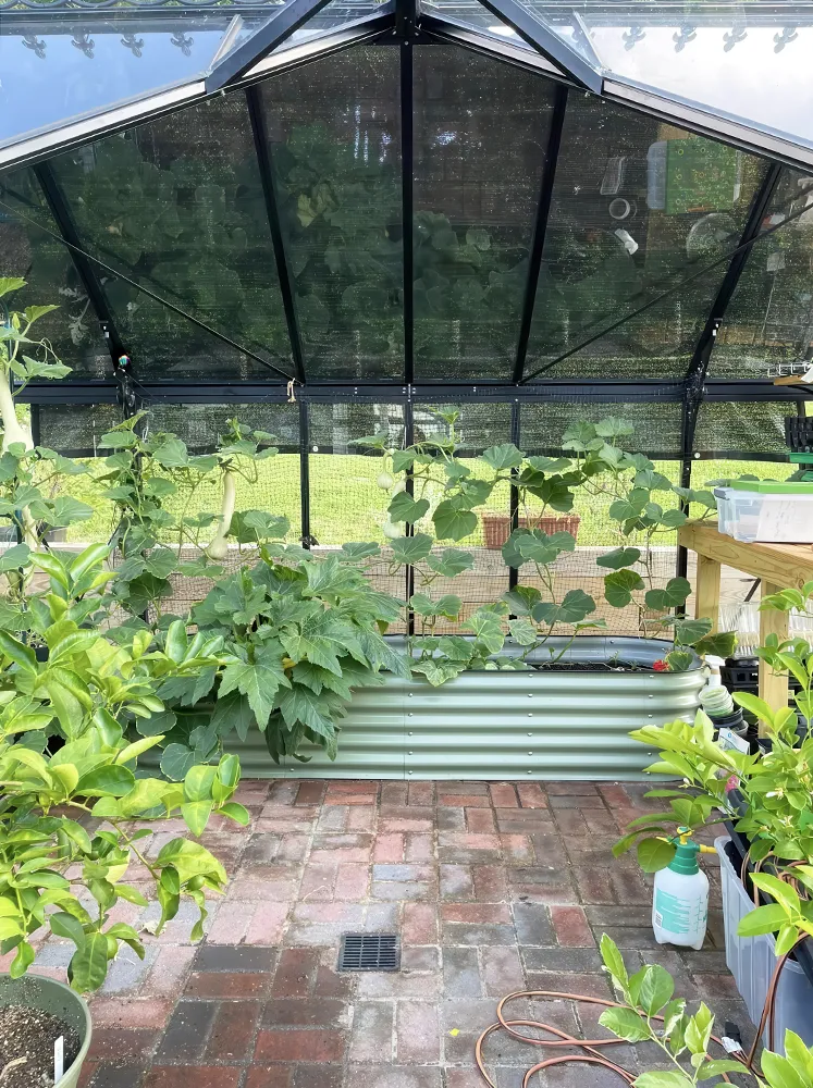 Interior shot of the Janssens Junior Victorian Orangerie with raised bed and shade
