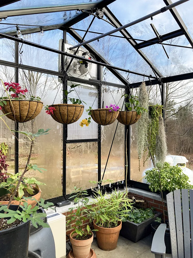 Interior of the Janssens Royal Victorian Orangerie installed on a stem wall
