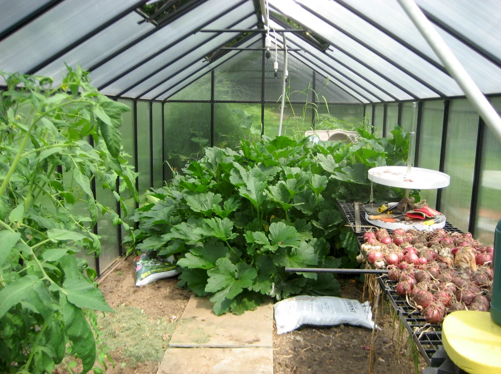 Interior of a polycarbonate greenhouse filled with huge plants and a shelf of onions