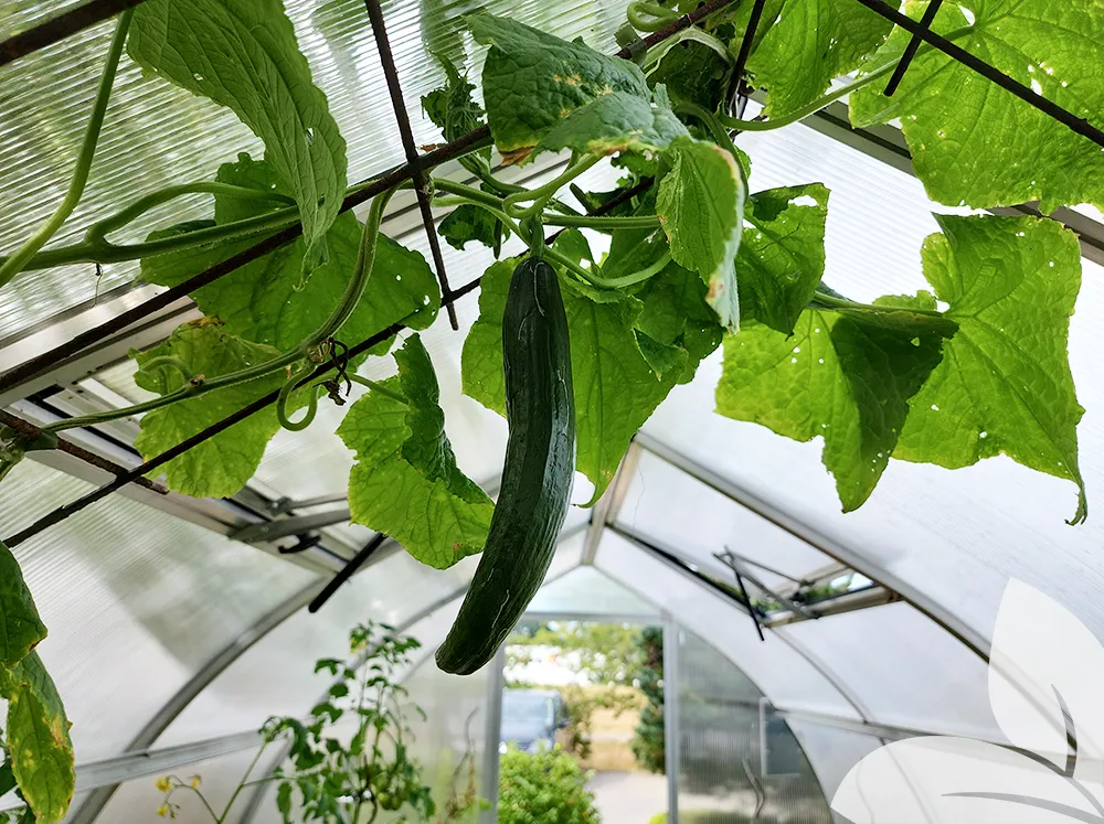 Interior of a polycarbonate greenhouse with cucumber growing and lush foliage