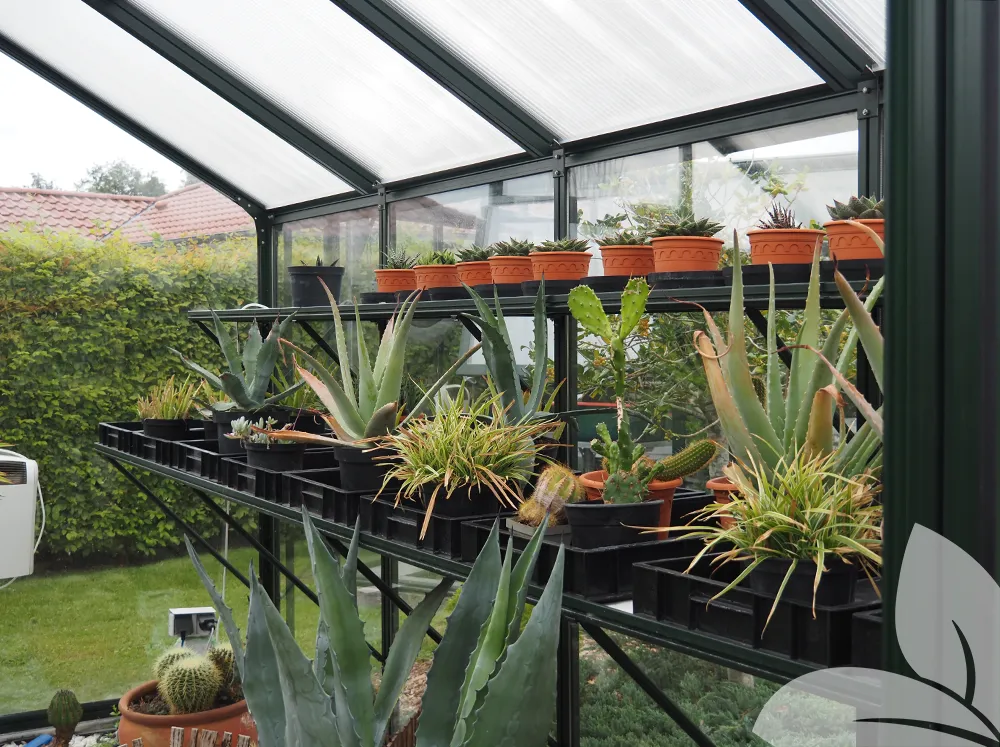 Interior of a hybrid greenhouse with polycarbonate on the roof and glass walls