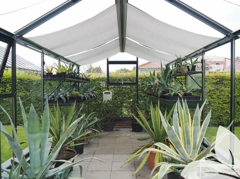 Interior of janssens greenhouse filled with Aloe plants with shades