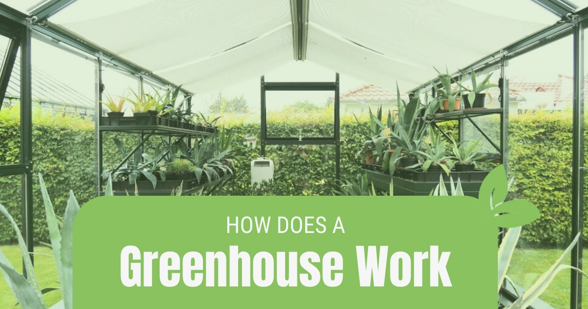 Exterior of glass Janssens glass greenhouse with a green tint overlay and a graphic reading " Greenhouse 101: Everything you need to know"