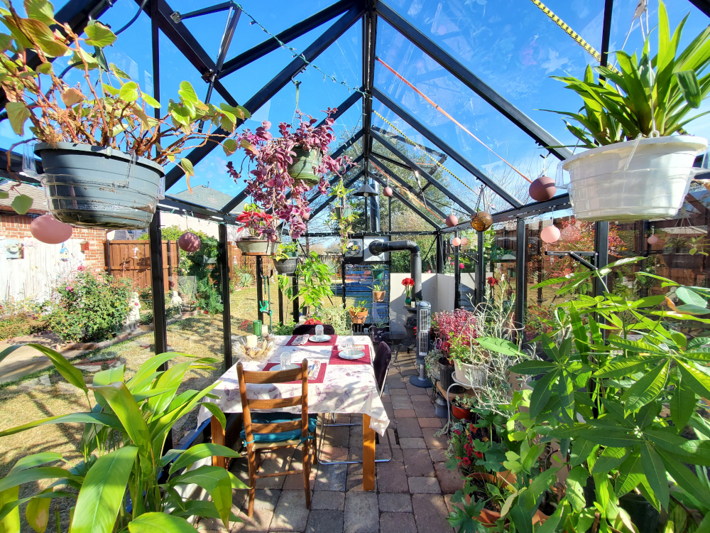 Interior of glass Janssens greenhouse set up with a dining area amongst the flourishing plants.
