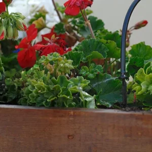 Dripper of the Genesis Drip Irrigation System installed in a planter
