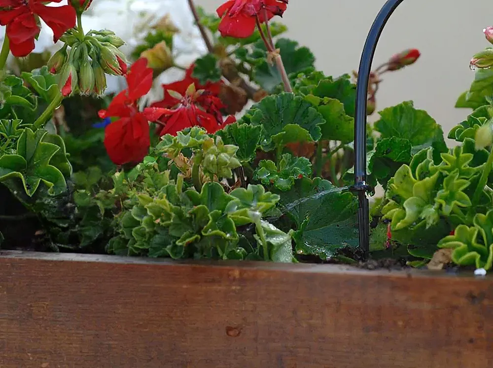 Dripper of the Genesis Drip Irrigation System installed in a planter
